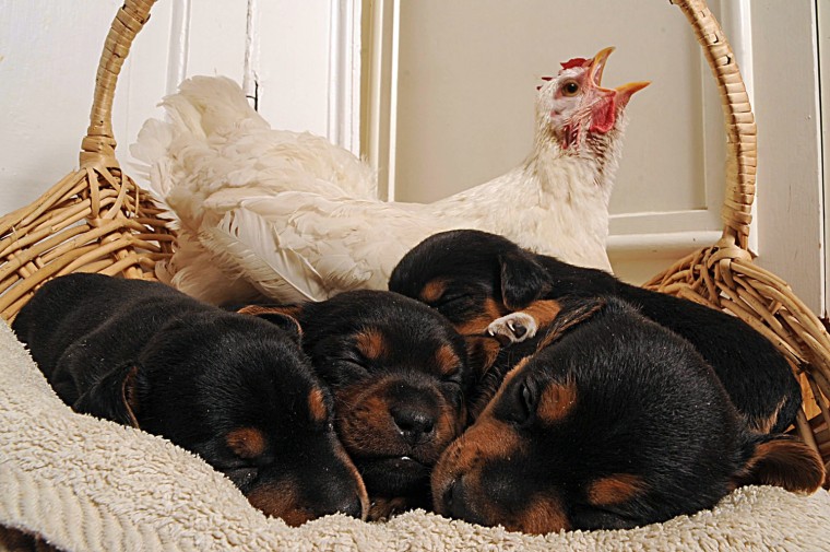 Image: Mother Hen Adopts Puppies