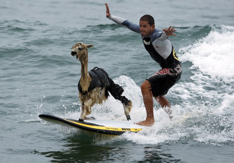 Image: Peruvian surfer Pianezzi rides wave with his alpaca Pisco at San Bartolo beach in Lima