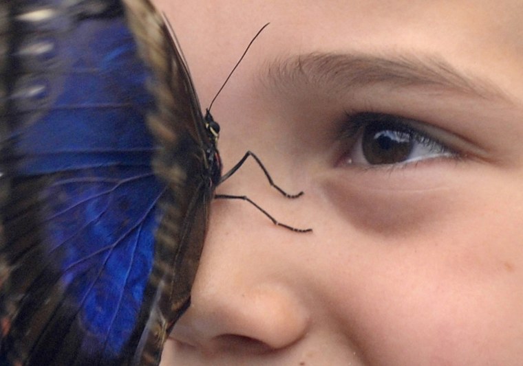 Image: A Blue Morpho butterfly sits on the face of 5-year-old Ettie Wooldridge at the Natural History Museum in London