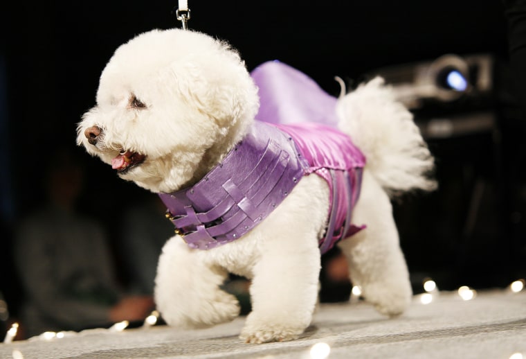 Dogs on the catwalk