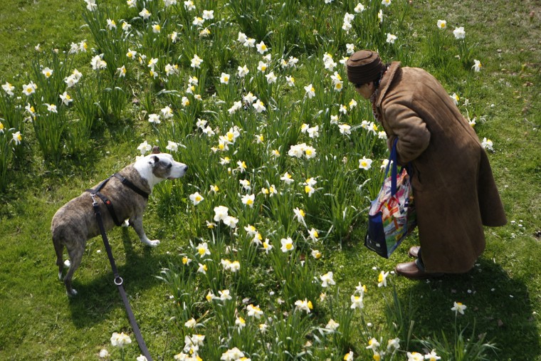 Image: A woman stands next to a bed of daffodils as she looks at her dog in a park on a sunny spring day in Duesseldorf