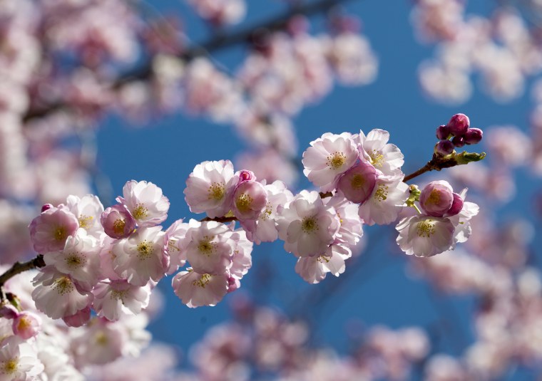 Image: Full bloom cherry blossoms are pictured inside a public park on a spring day in Lausanne