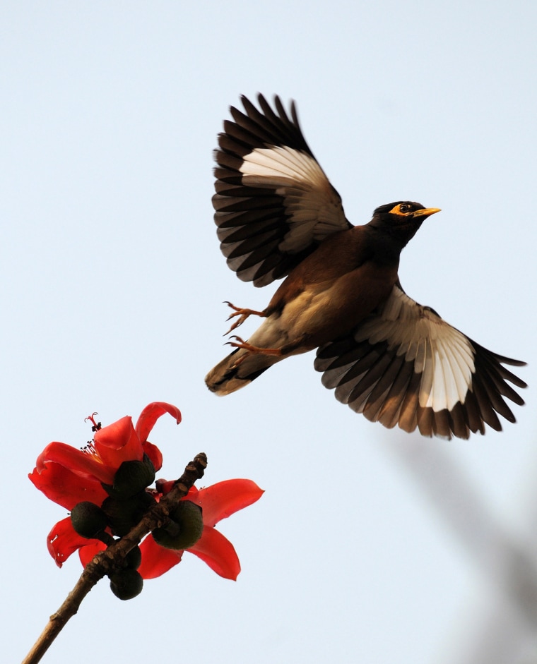Image: A Maina bird flies over a Simolu flower tree as it is in full bloom on the outskirts of Guwahati city.