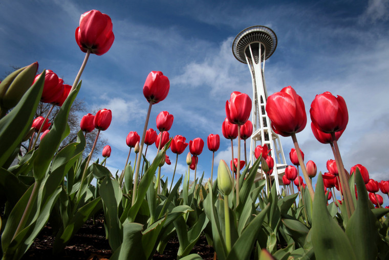 Image: Seattle Space Needle, Tulips