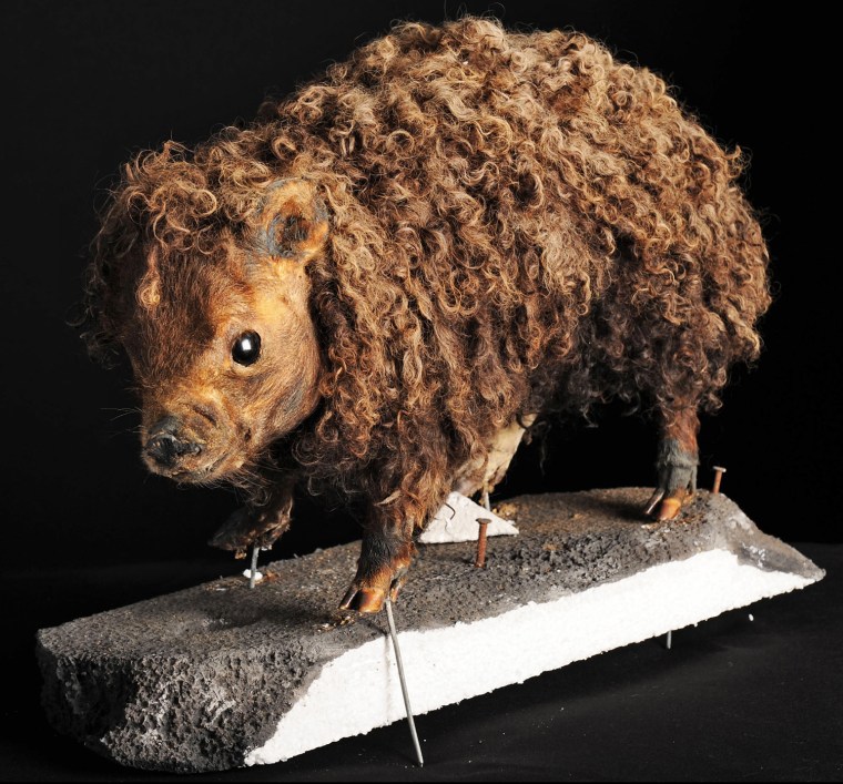 BNPS.co.uk (01202 558833)
Picture: Daniel Rushall

Wacky stuffed animals including a unicorn, flying cat, yeti, and other curious creatures purportedly discovered by a Victorian adventurer are to be sold at auction -- The fictional menagerie of deceased critters also boasts an extended sausage dog, furry fish, mermaid and a bizarre bat-like winged beast with webbed feet.
Ê
They formed part of a museum of taxidermy that has closed and now are to go under the hammer at Duke's auction house in Dorchester, Dorset, later this week.

A \"CAMBODIAN WOOLY PIG\", apparently discovered by Professor Copperthwaite in the dense jungles of Cambodia