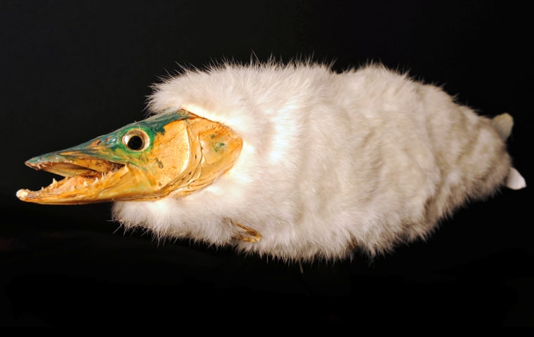 BNPS.co.uk (01202 558833)
Picture: Daniel Rushall

Wacky stuffed animals including a unicorn, flying cat, yeti, and other curious creatures purportedly discovered by a Victorian adventurer are to be sold at auction -- The fictional menagerie of deceased critters also boasts an extended sausage dog, furry fish, mermaid and a bizarre bat-like winged beast with webbed feet.
Ê
They formed part of a museum of taxidermy that has closed and now are to go under the hammer at Duke's auction house in Dorchester, Dorset, later this week.

A woolly fish