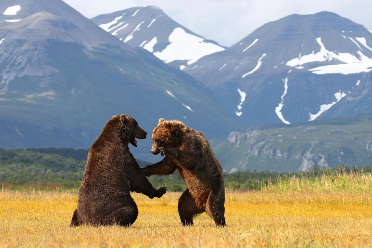 Image: Alaska Brown Bears