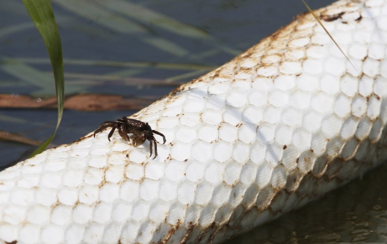 Image: A crab, covered with oil, walks along an oil absorbent boom near roso-cane reeds at the South Pass of the Mississippi River in Plaquemines Parish, Louisiana