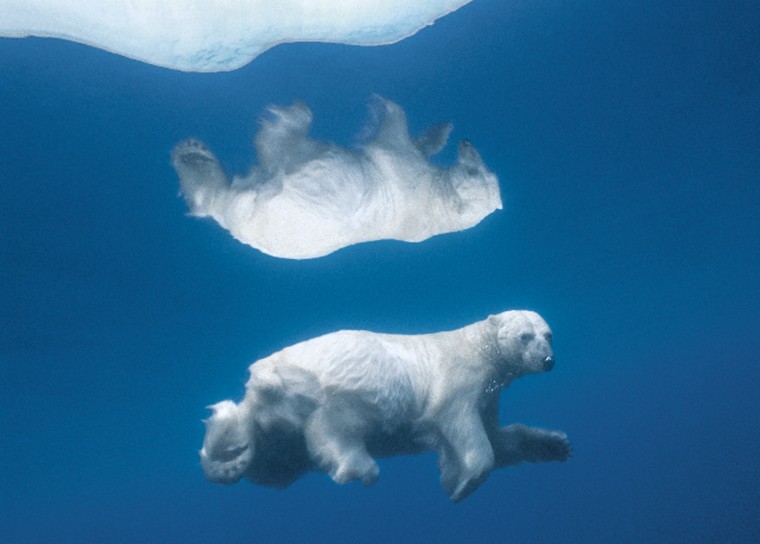 Seeing Double..Its image mirrored in icy water, a polar bear travels submerged--a tactic often used to surprise prey. Scientists fear global warming could drive bears to extinction sometime this century. July 2006, northern tip of Baffin Island