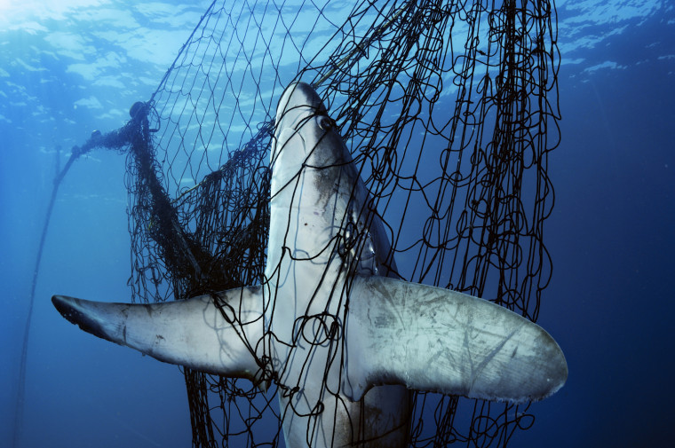 Doomed by a gill net, a thresher shark in Mexico's Gulf of California is among an estimated 100 million sharks killed yearly for their fins. They add to the devastating global fish catch: nearly 100 million tons... 2005