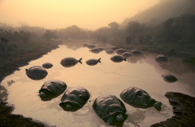 Tortoises at Dawn, Galapagos Islands, 1984..Giant tortoises in pond, Geochelone elephantopus, Alcedo Volcano, Galapagos Islands..\"The Galápagos Islands provide a window on time.  In a geologic sense, the islands are young, yet they appear ancient.  The largest animals native to this archipelago are giant tortoises, which can live for more than a century.  These are the creatures that provided Darwin with the flash of imagination that led to his theory of evolution.  ..Immutable as the tortoises seem, they were utterly vulnerable to the buccaneers and whalers who took them by the thousands in the last two centuries.  But one population eluded them.  Inside the Alcedo volcano on Isabela Island, an earlier era lingers.  This caldera is sealed off from the outside world by steep lava slopes that rise to 3,860 feet on the equator.  It was not until 1965 that an Ecuadorian biologist found a way down inside and discovered a world where giant tortoises roamed in primordial abundance.  This group had presuma