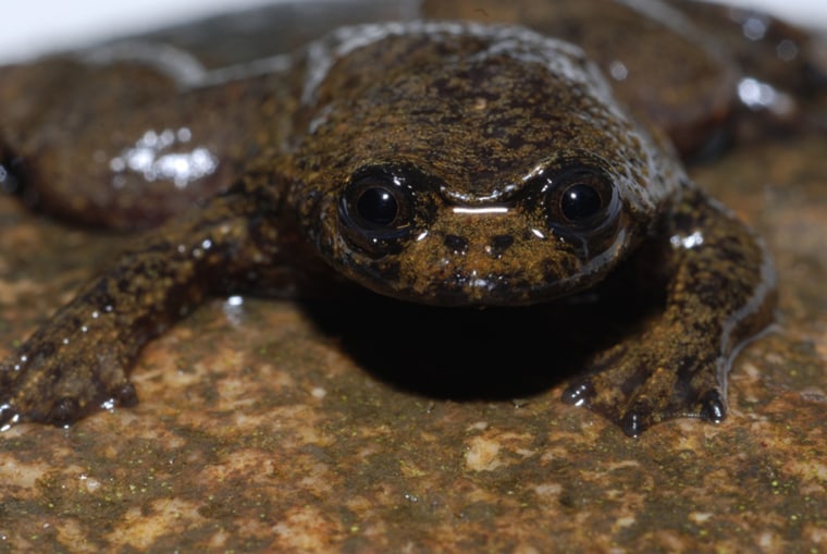 Treasures from the Heart of Borneo