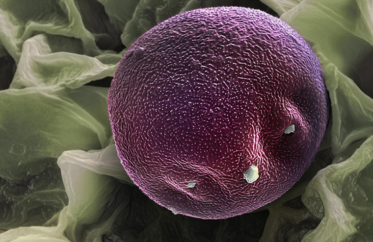 Micro Pollen
