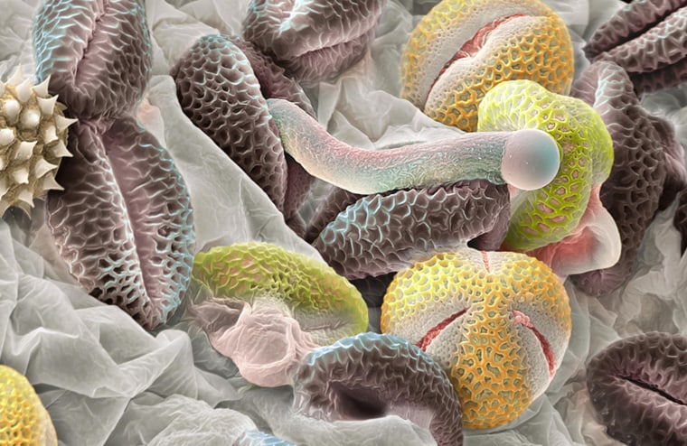 Micro Pollen
