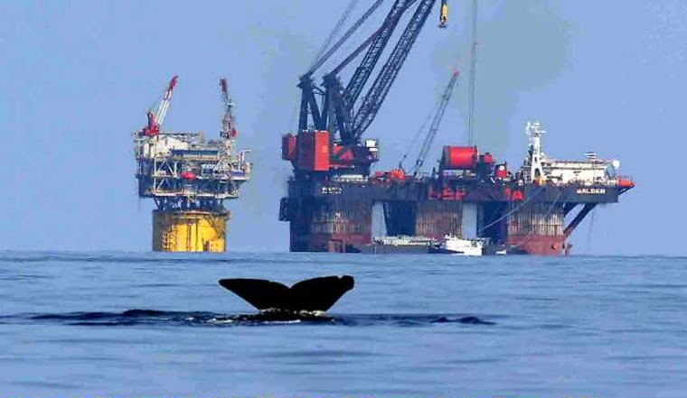 Wildlife threatened by oil