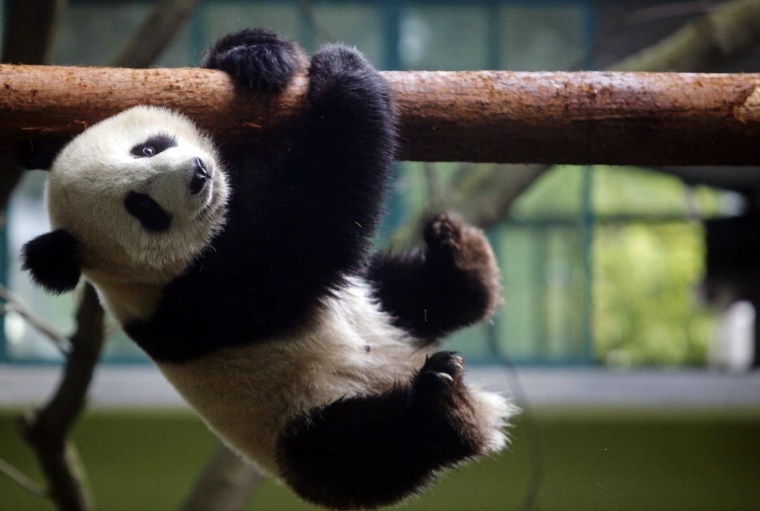 Image: A giant panda cub for the 2010 Shanghai Expo plays at the Shanghai Zoo