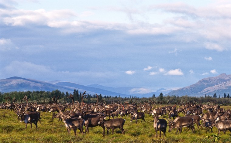 Alaska. Kobuk Valley National Park. Caribou (Rangifer tarandus)  herd on  tundra in summer.