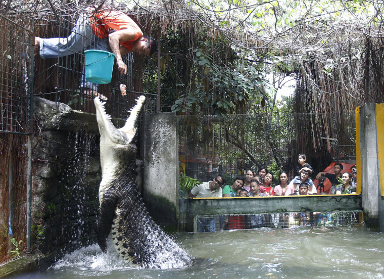 Image: A zoo keeper feeds a crocodile during World Environment Day celebrations at the Malabon Zoo