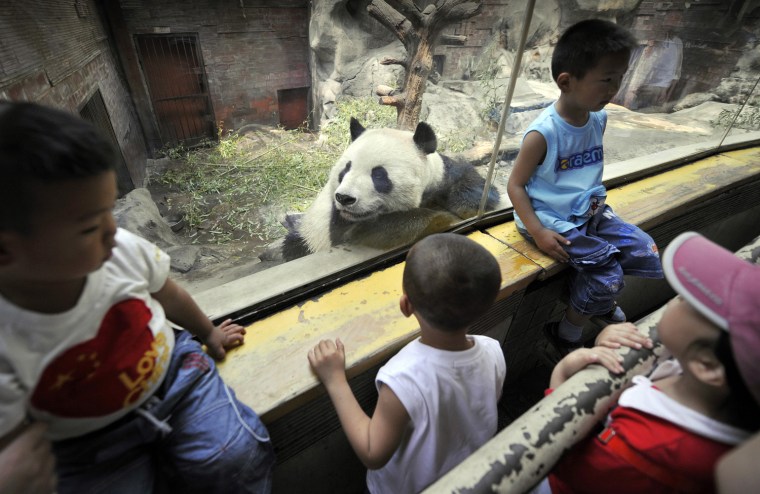 Image: Young visitors look at a giant panda at