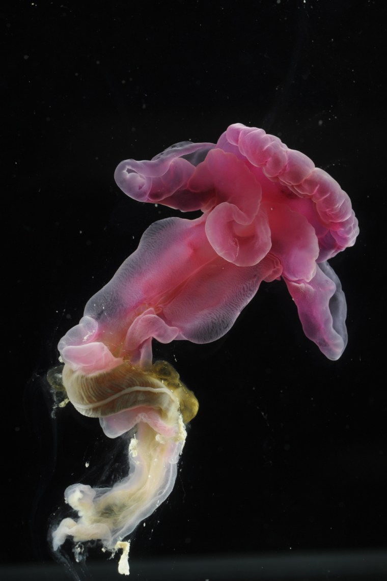 Enteropneust (Acorn worm) - Depth approx 2700m. Station 36 (NE). ROV Dive #171