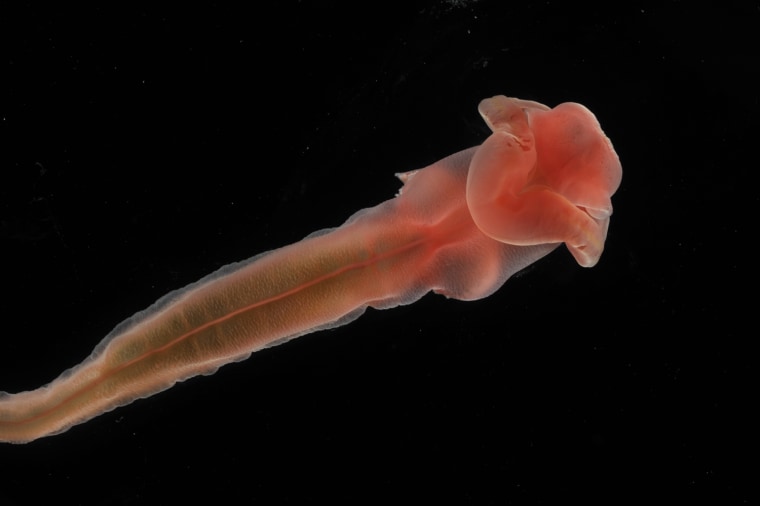 Enteropneust (Acorn worm) - Depth approx 2700m. Station 28 (NE). ROV Dive #168