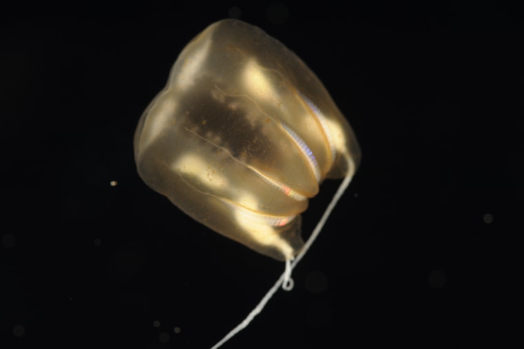 Bathypelagic ctenophore from benthic boundary layer.  Found attached to seafloor by adhesive tentacles. Collected by ROV- Depth approx 2700m. Station 36 (NE). ROV Dive #171