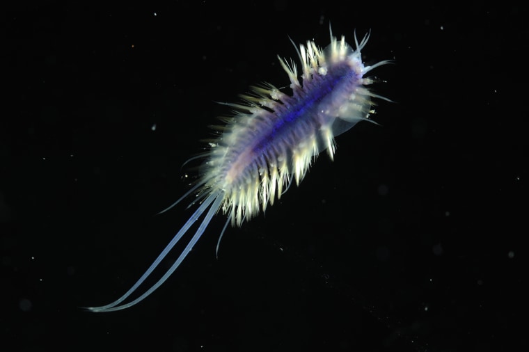 Polynoid polychaete worm fromStation 42, Dive 174, 2500m