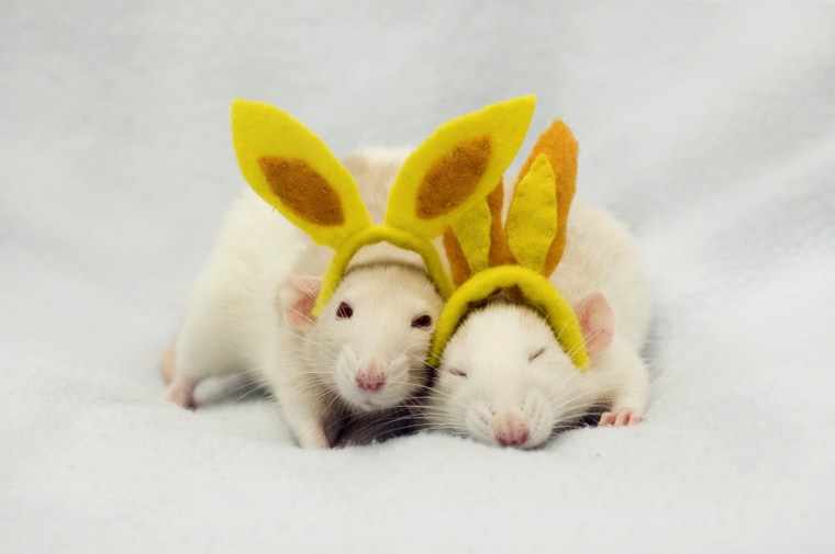 Rat race to cuteness
