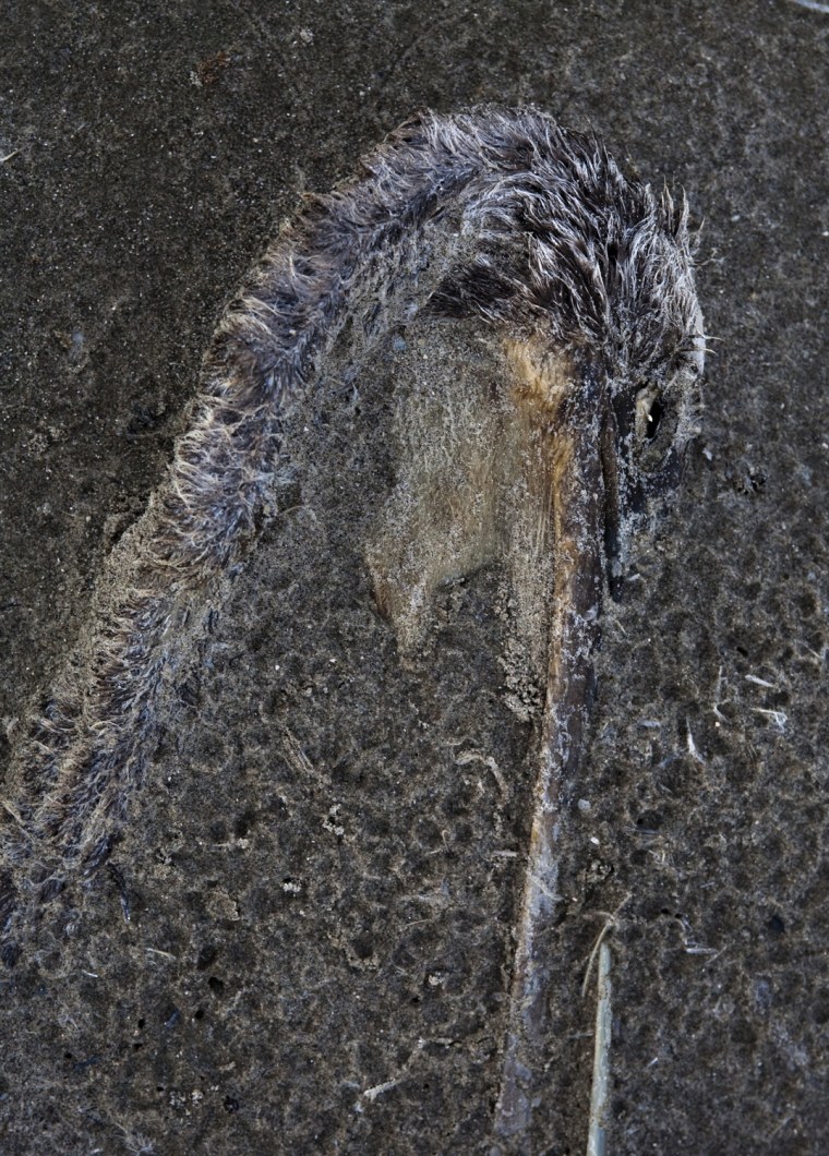 Image: Raccoon island pelican decimated by oil spill