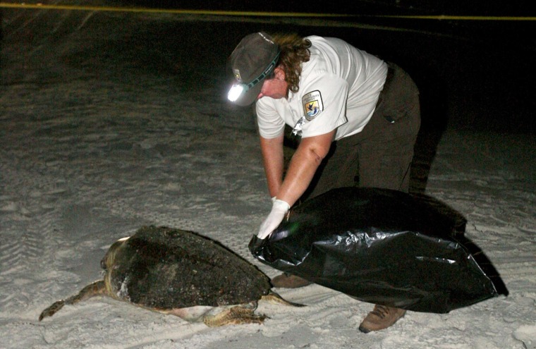 Image: Dead sea turtle on Orange beach