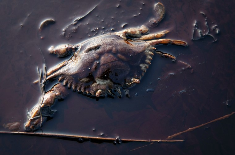 Image: To match Special Report OIL-SPILL/NUKES