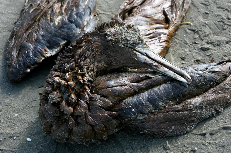 Image: A dead Northern Gannet covered in oil lies along Grand Isle Beach in Grand Isle