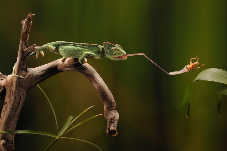 a veiled chameleon extends its high-speed tongue to catch a cricket