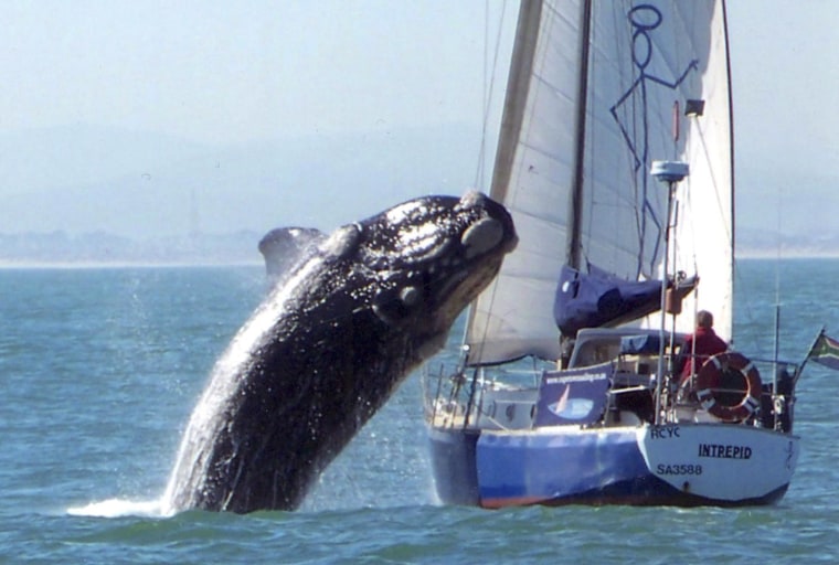 Image: Southern Right whale crashes into yacht in South Africa