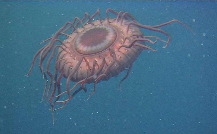 Atolla wyvillei. Deep-sea jellyfish. When attacked by a predator, it uses bioluminescence to \"scream\" for help. This amazing light show is known as a burglar alarm display. East of Izu-Oshina Island, 805 m depth by ROV Hyper Dolphin.