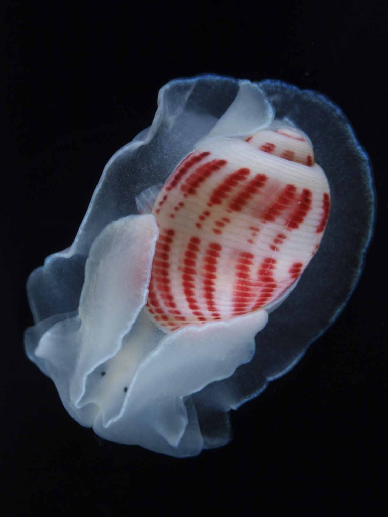 Hydatinidae gen. sp. (red-lined paper bubble) Off Cape Nomamisaki, Kagoshima Whale Fall. This new species of hydatinid gastropod was discovered from a sperm whale carcass in the deep sea. Its tiny eyes are protected by cephalic shields.