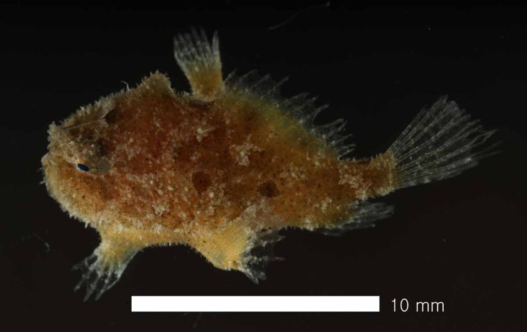 The Sargassum Fish (Histrio histrio) is a member of the frogfish family (Antennariidae), a group of small, globular fishes with stalked, grasping, limb-like pectoral fins with small gill openings behind the base, a trapdoor-like mouth high on the head, and a \"fishing lure\" (formed by the first dorsal spine) on the snout. It typically lives in open waters in close association with floating Sargassum Weed (Sargassum natans and S. fluitans), but is frequently blown into nearshore and bay waters during storms. Although the Sargassum Fish is capable of swimming quite rapidly, it often crawls through the Sargassum Weed, using its pectoral fins like arms.