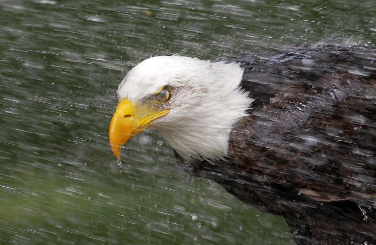 Image: A bald eagle cools off at the Zoo in Madrid