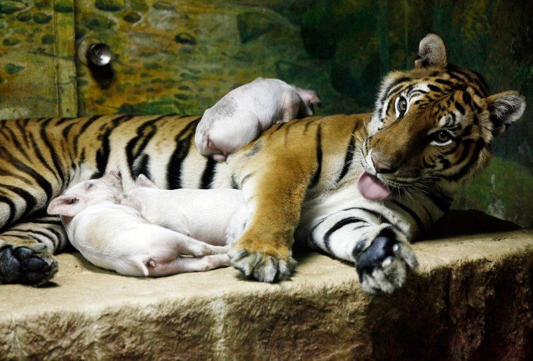 Image: Three baby pigs rests next to their adoptive mother, Sai Mai, an eight-year-old tiger, at the Sriracha Tiger Zoo in Thailand's Chonburi Province