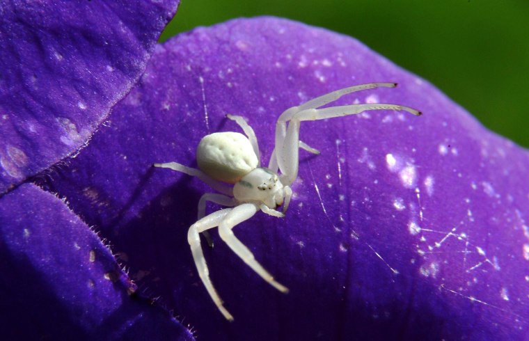 Image: Crab spider on princess flower