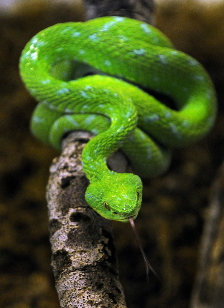 Image: A deadly Rowley Palm Pit Viper from sout