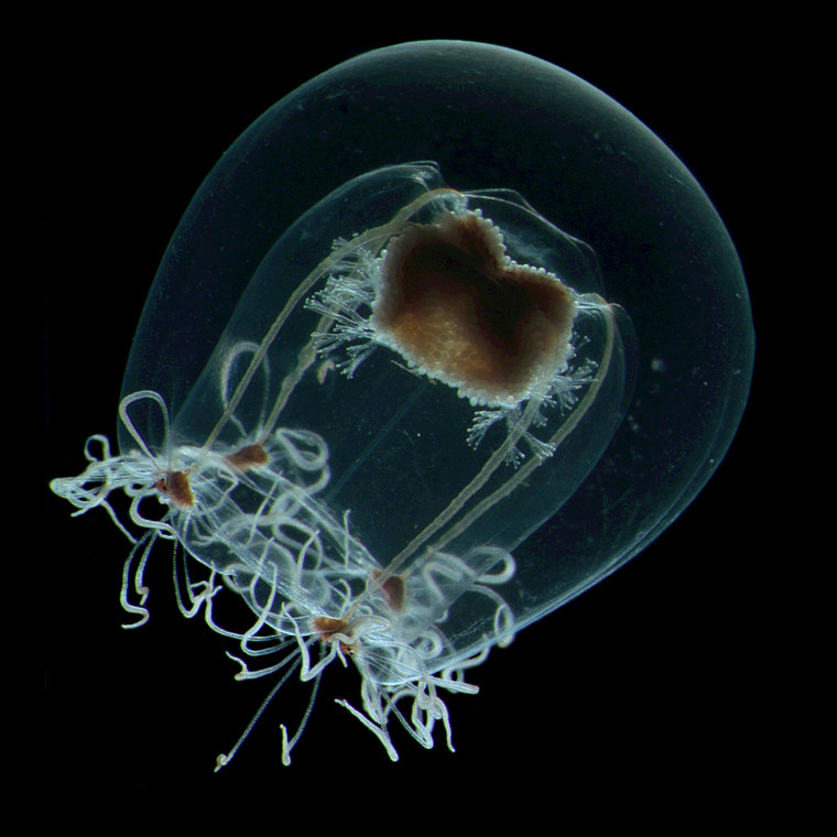 Image: Jellyfish