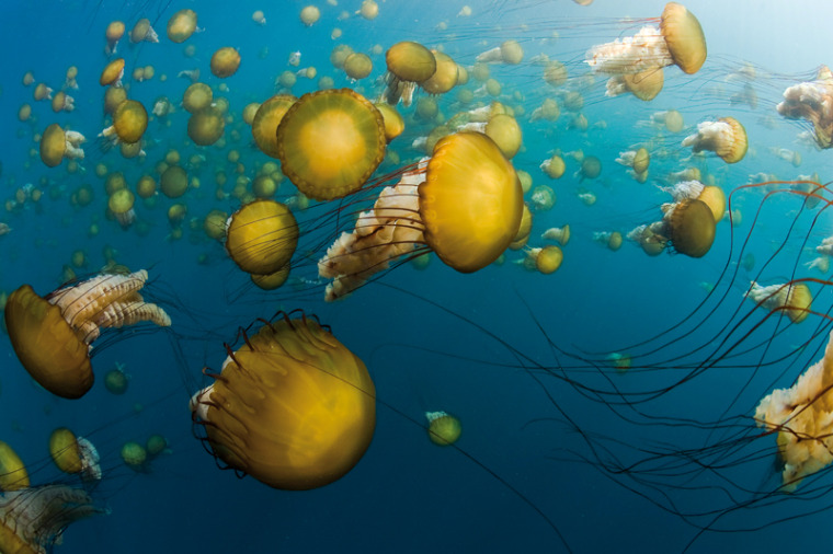 Image: Sea nettles