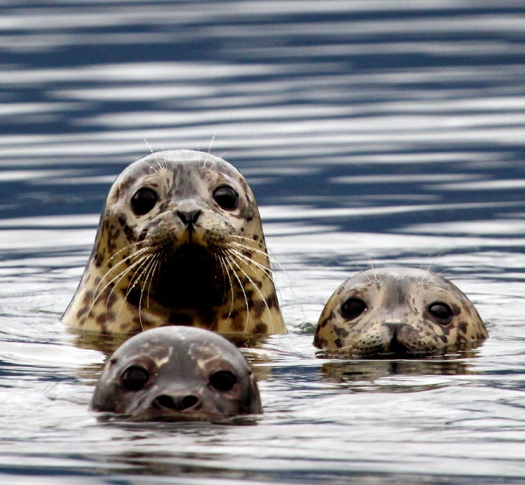 Image: Harbour Seals