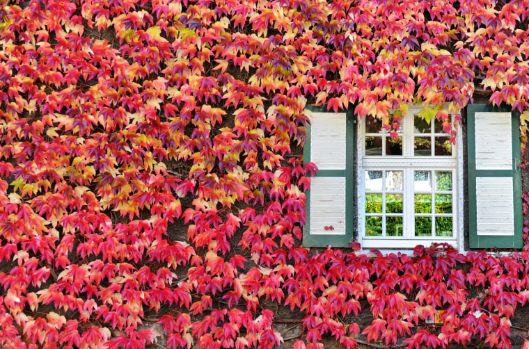 Image: Autumnal coloured leaves at a house