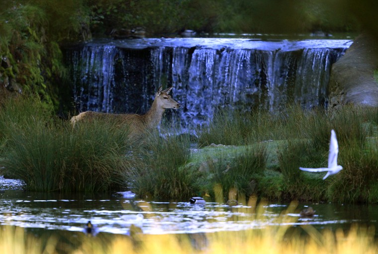 Image: A deer walks through a stream at Bradgate Park in Newtown Linford