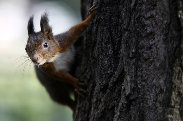 Image: A squirrel is seen on a tree in a park in downtown Sofia