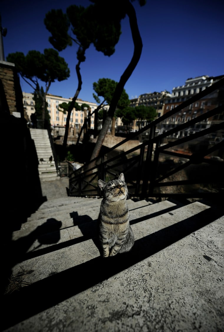 Image: A stray cat enjoys the sun by the ancien