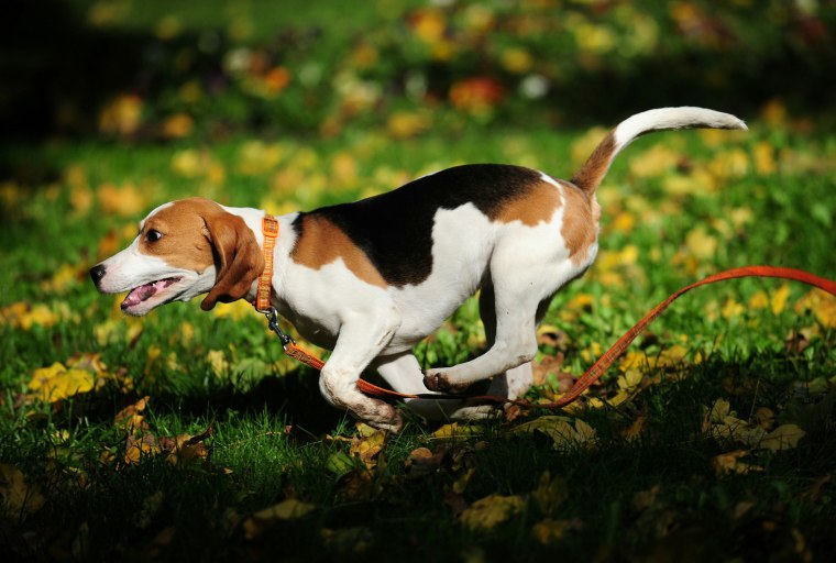 Image: A Beagle runs on fallen leaves in a park