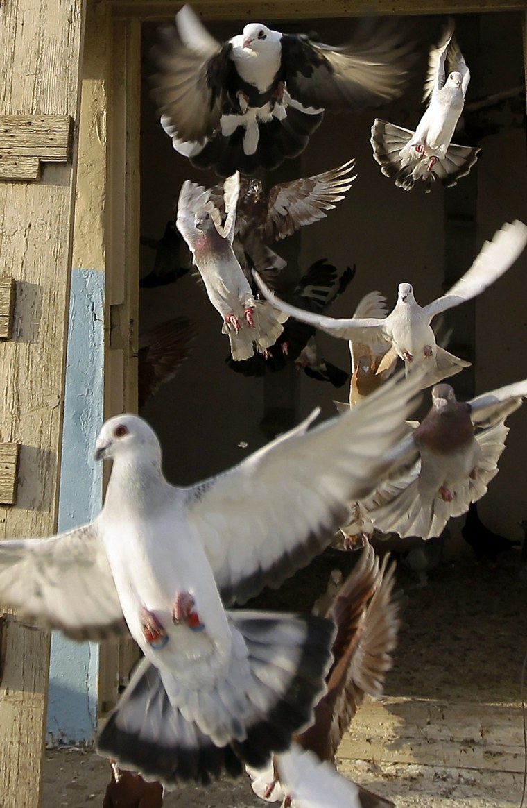 Image: A Lebanese pigeon raiser flies his feath